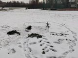 Das Bild zeigt eine Land-Art-Figur aus Stöcken und Blättern im Schnee. Sie ein Tier und Traktorspuren vor ihm dar.